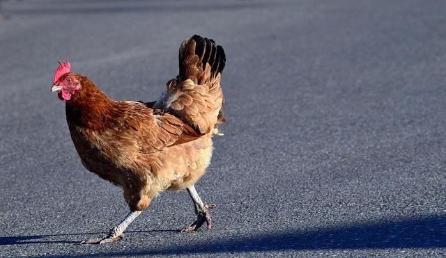 Best chicken road demo in Netherlands Best chicken road demo in Netherlands