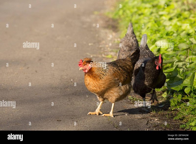 Kijk uit op de Chicken Road, de nieuwe gokkast van Nederland! - overview